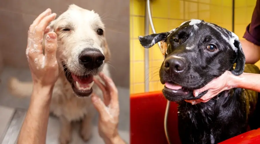 Perros blancos y negros bañándose