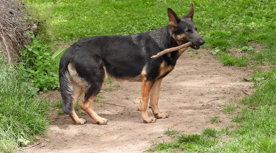 Temperamento GSD azul