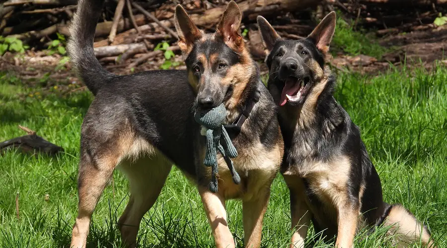 Ejercicio GSD azul