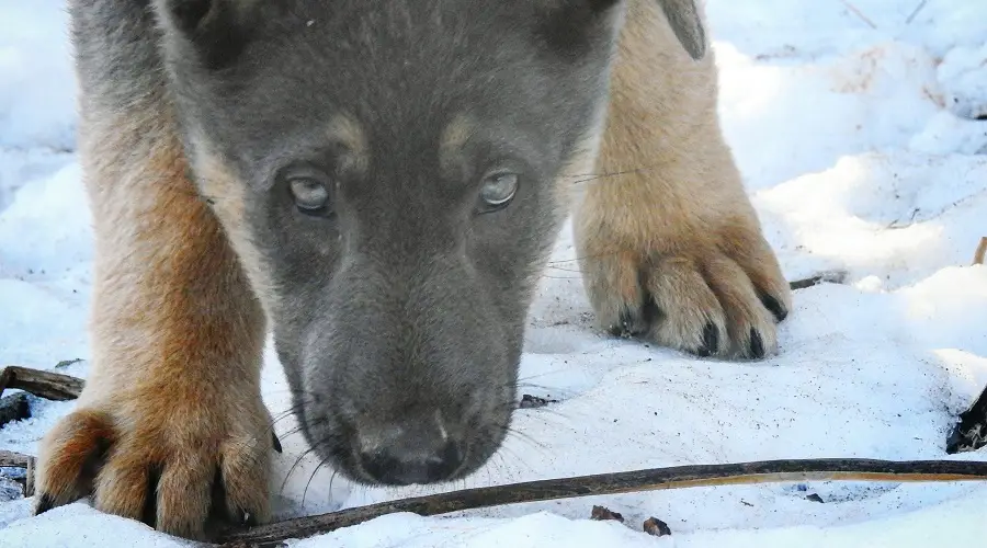 Cachorro GSD azul