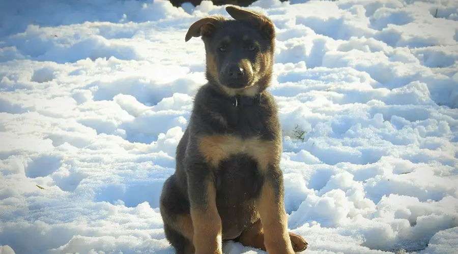 GSD azul en la nieve