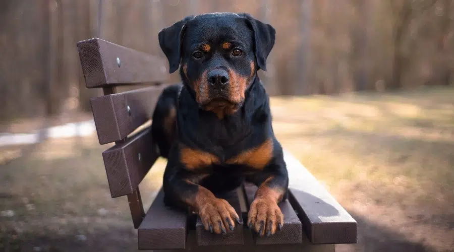 Perro negro y fuego en un banco