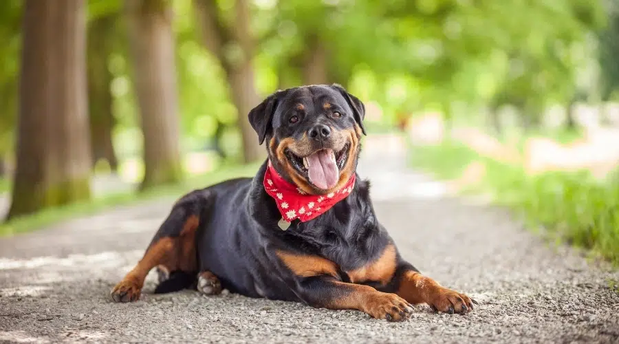 Feliz perro negro y fuego con un pañuelo rojo