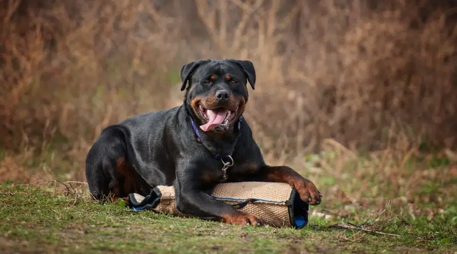 Orgulloso perro negro y fuego después de la sesión de entrenamiento