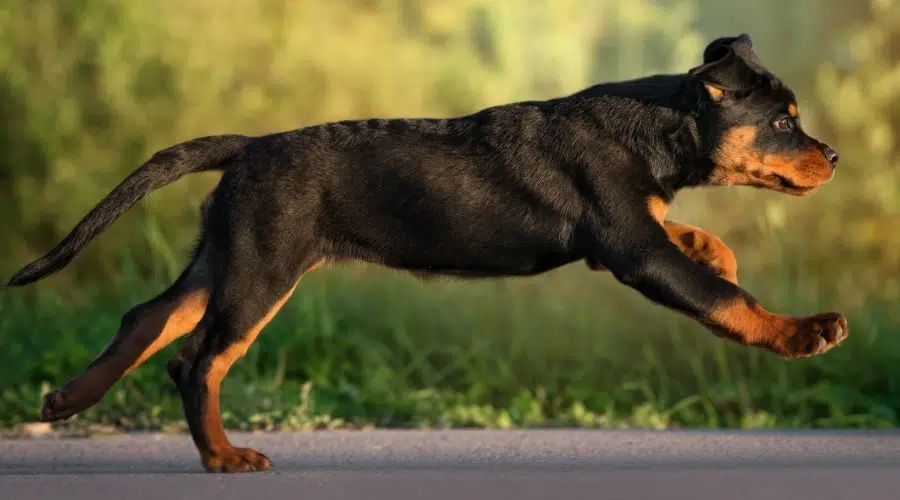 Perro joven negro y fuego corriendo