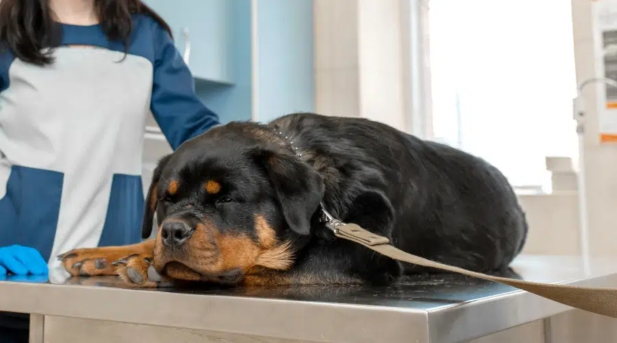 Perro negro y fuego en una mesa de veterinario