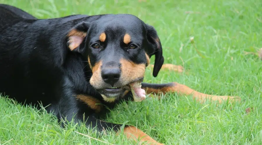 Perro negro y fuego masticando