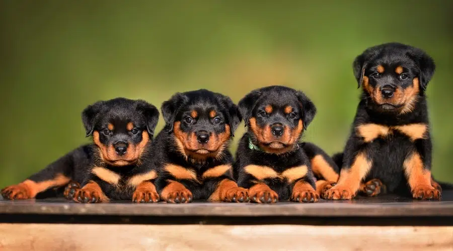 Cuatro cachorros negros y fuego