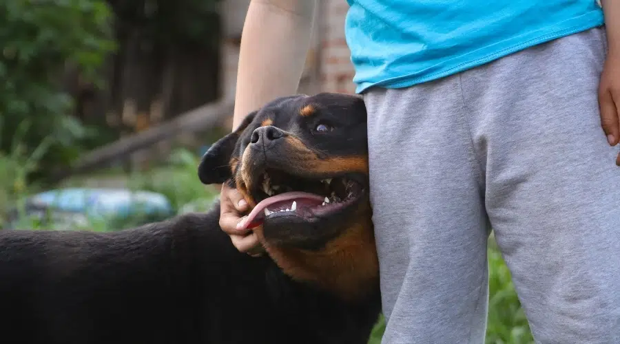 Feliz perro negro y fuego con humano