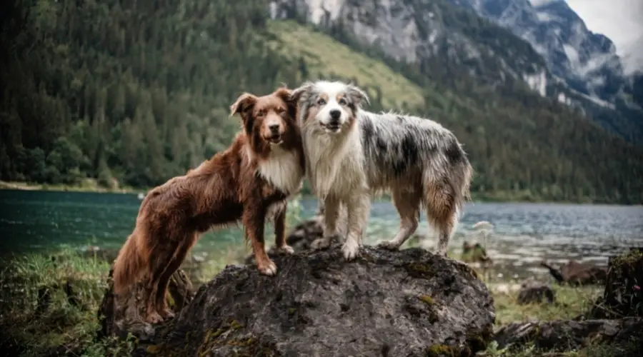 Dos perros sobre una roca frente a una montaña