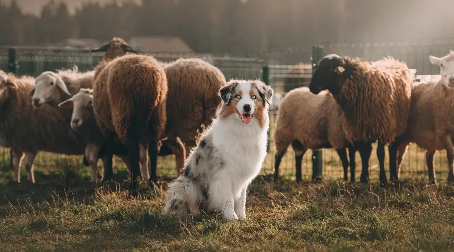 Perro parado frente a un rebaño de ovejas