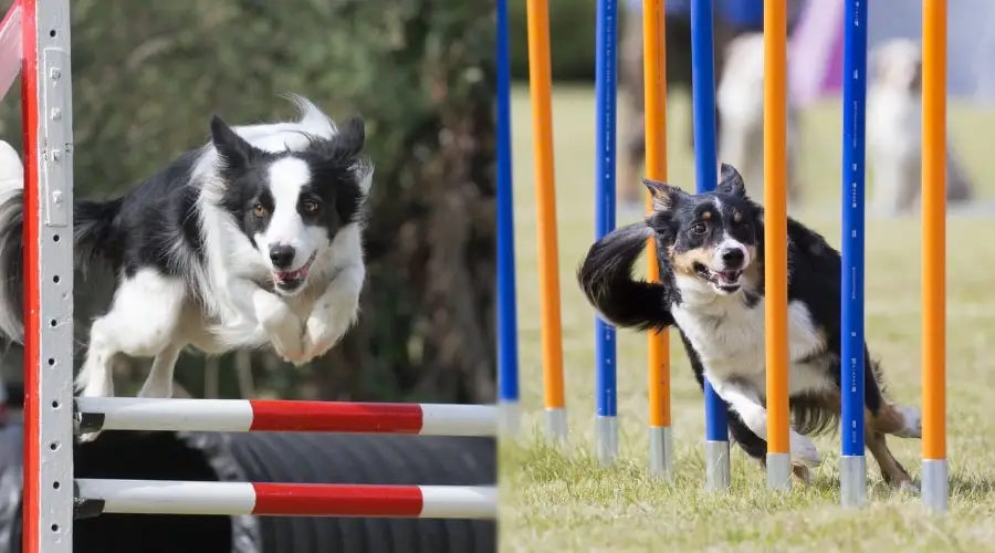 Perros corriendo por cursos de agilidad