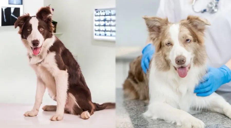 Perros en el veterinario