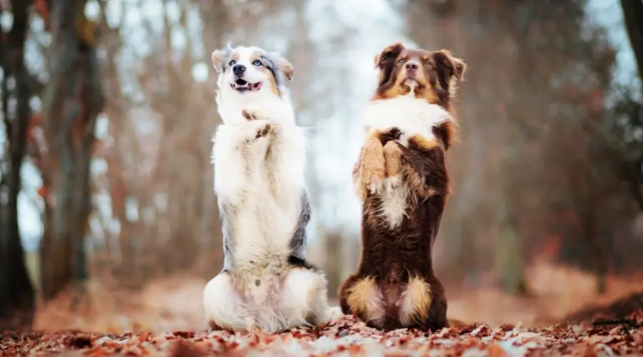 Perros al aire libre en un día de otoño