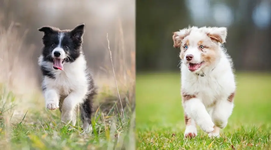 Cachorros corriendo afuera