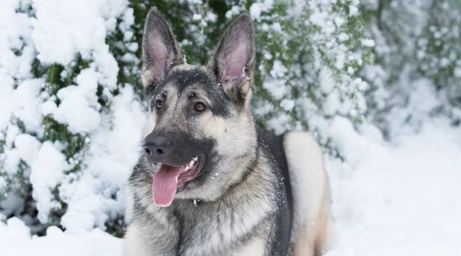 Perro negro y fuego descansando en la nieve