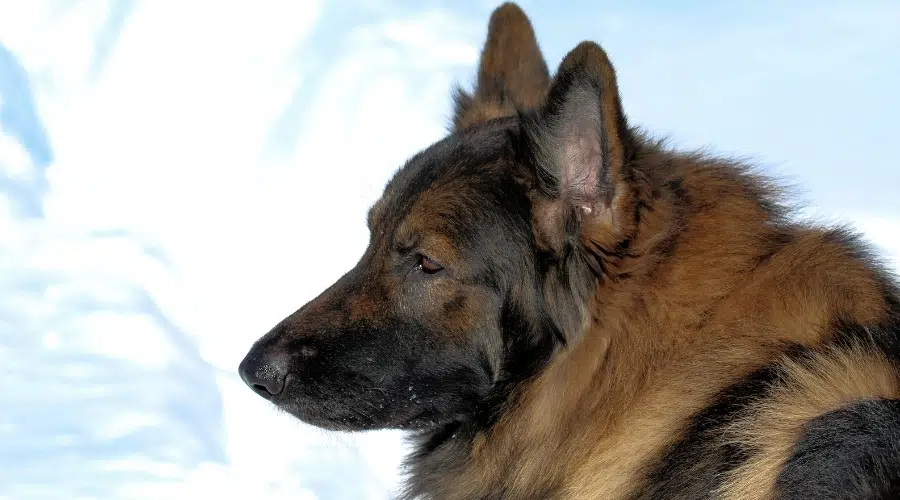 Perro negro y rojo parado en la nieve