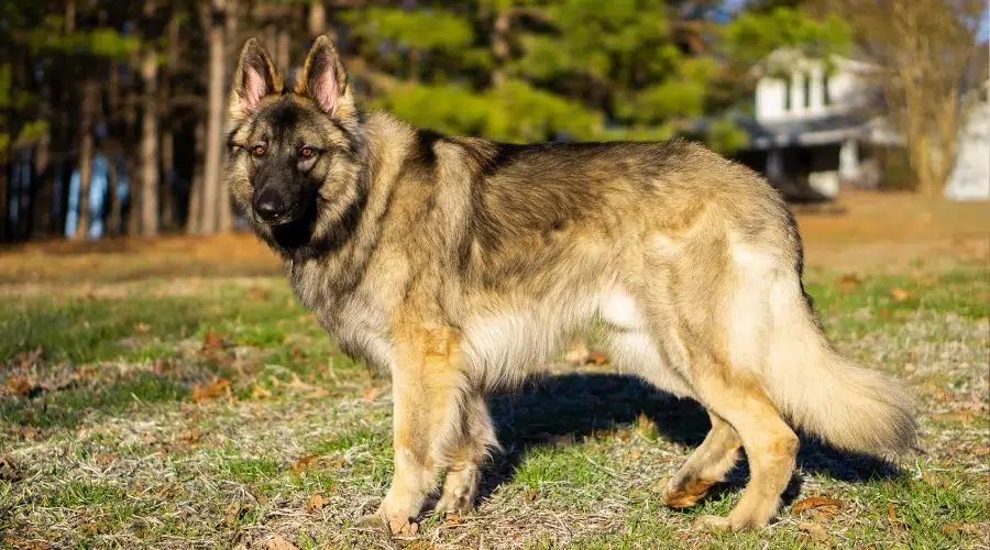 Perro negro y sable parado al aire libre