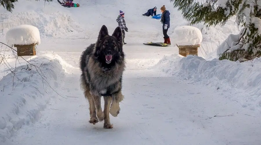 Perro negro y sable corriendo en la nieve