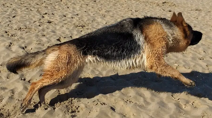 Perro negro y fuego corriendo en la arena