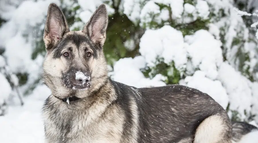 Perro negro y sable parado en la nieve con nieve en la nariz