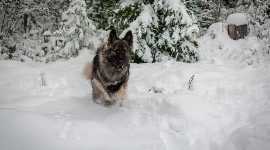 Perro negro y fuego corriendo en la nieve