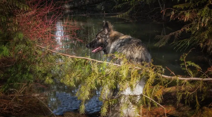 Perro negro y sable parado cerca del agua