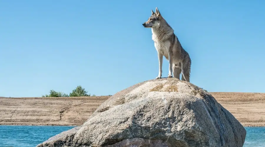 Canino gris de pie sobre una roca alta