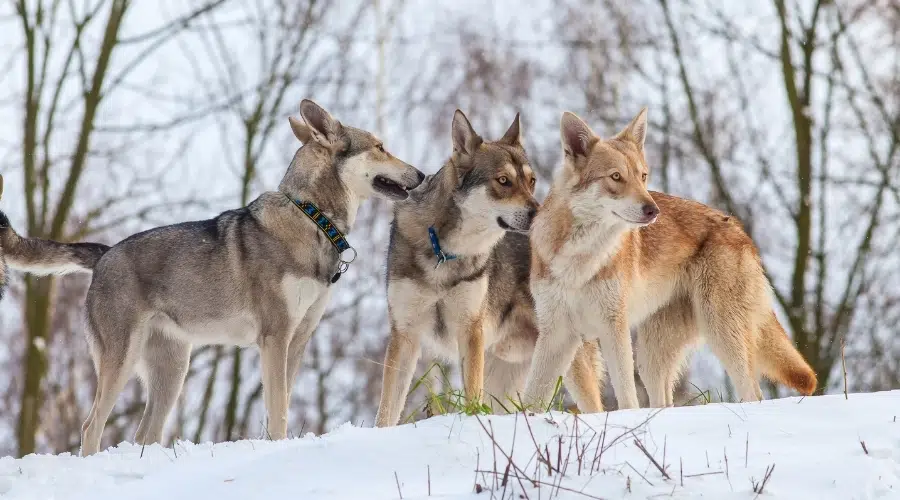 Pequeña manada de caninos en la nieve.