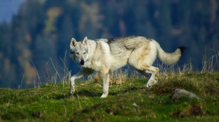 Canino gris caminando al aire libre