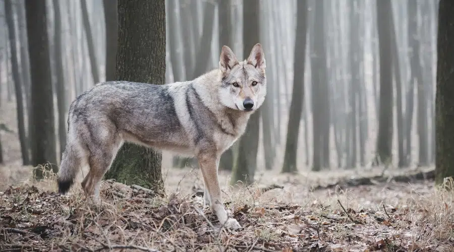 Hermoso canino sable gris de pie en un bosque nevado