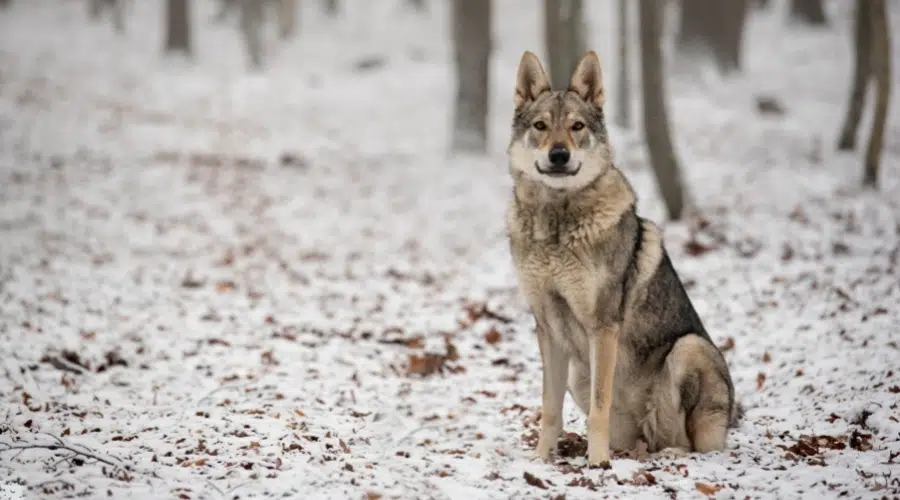 Canino gris sentado en un bosque nevado