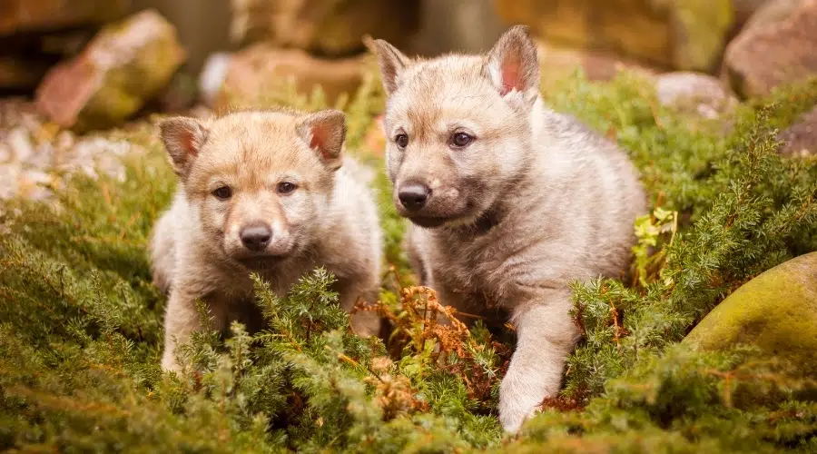 Pequeños cachorros grises afuera