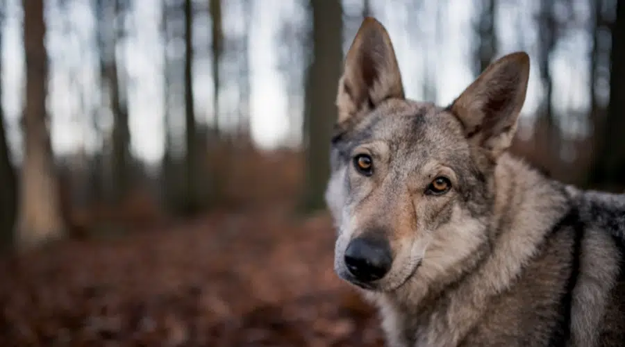 Primer plano de la cara canina gris