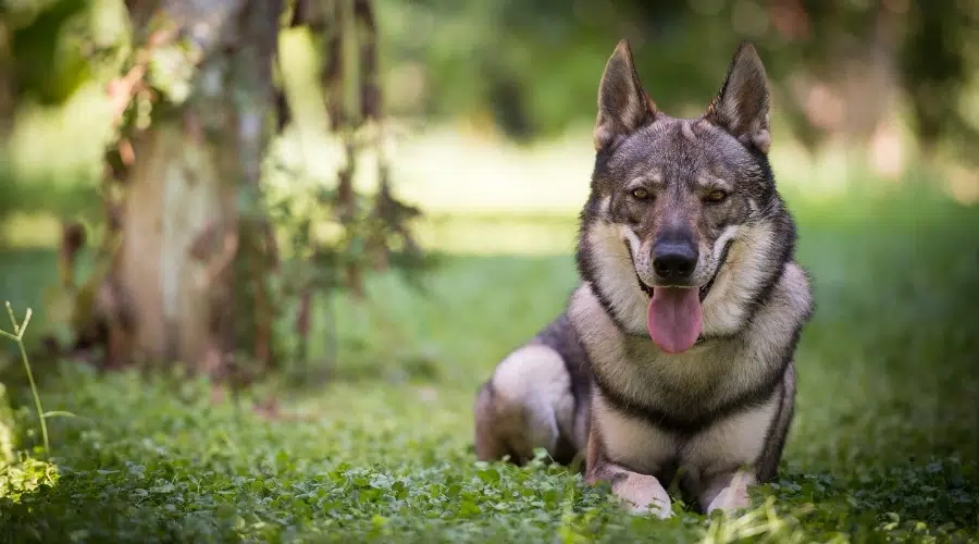 Perro lobo gris descansando al aire libre