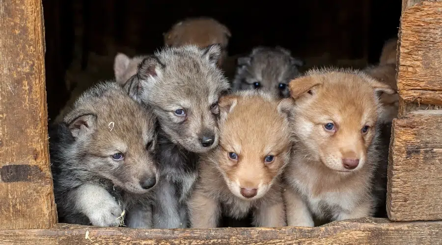 Caja de cachorros grises