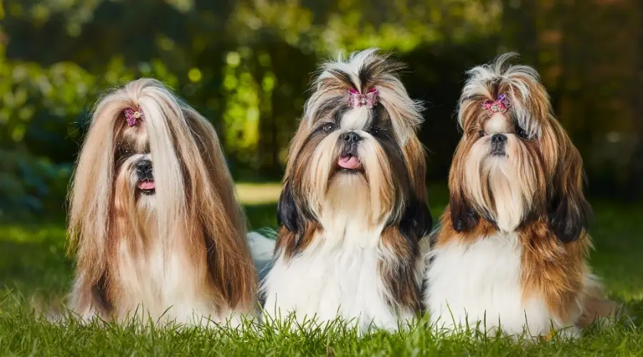 Tres perros con pinzas en el pelo