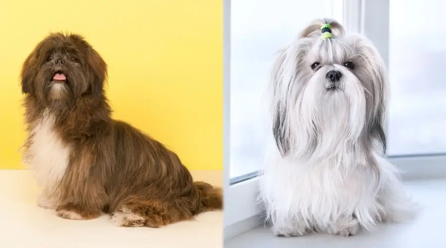 Perros pequeños sentados que lucen elegantes