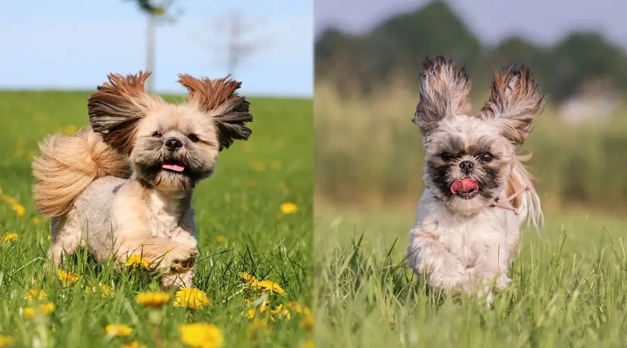 Perros pequeños corriendo en prados