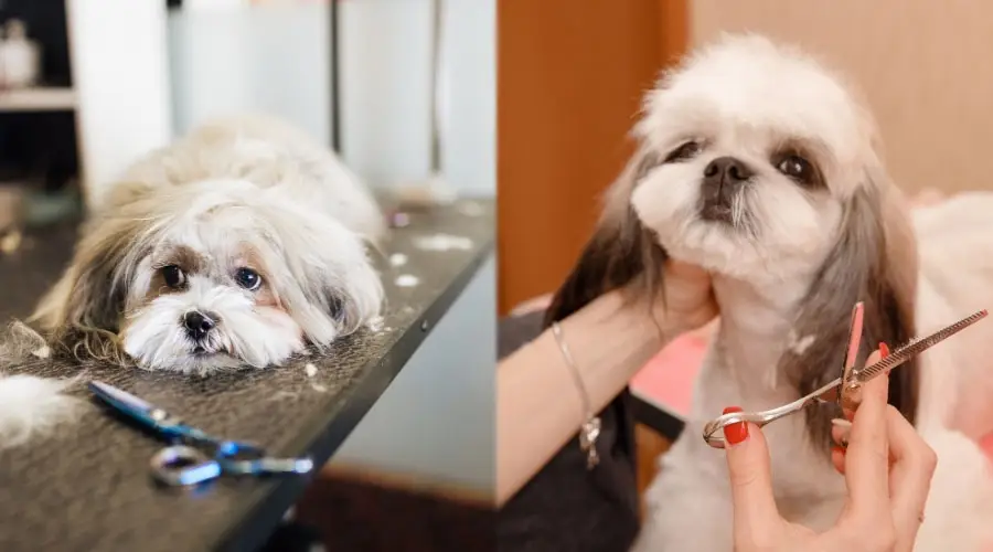 Pequeños perros blancos obteniendo haricuts