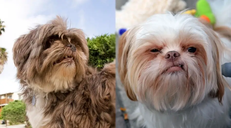 Perros mostrando algunos de sus dientes