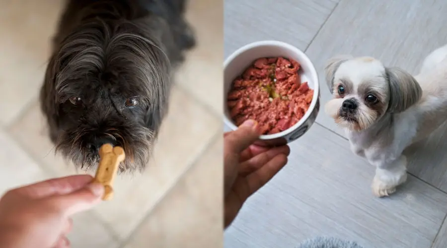 Manos humanas dando comida a perros