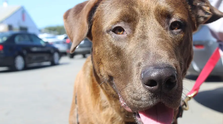 Tamaño y apariencia de Labrabull