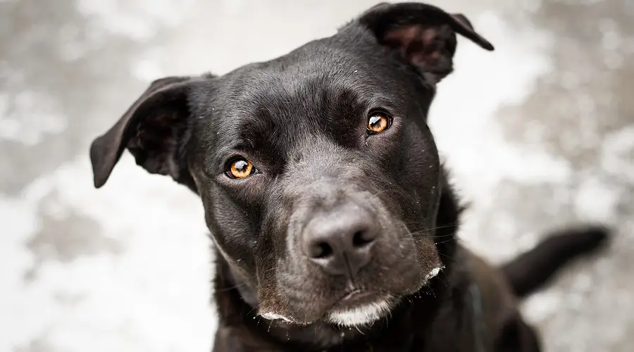 Mezcla de Labrador y Pitbull