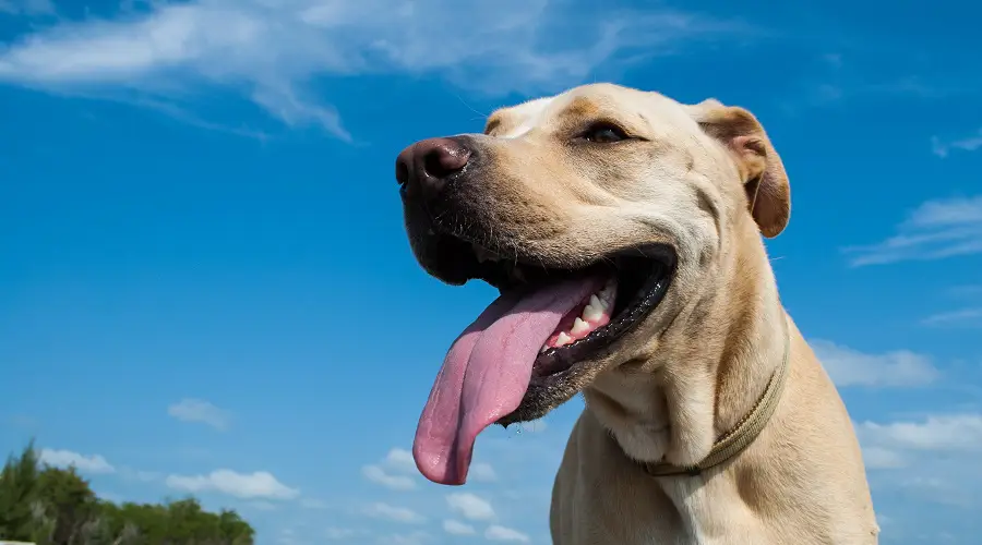 Entrenamiento de Pitbull Labrador Retriever en el parque