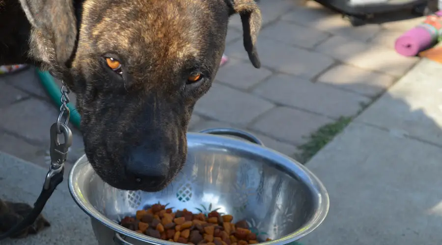 Nutrición Labrabull