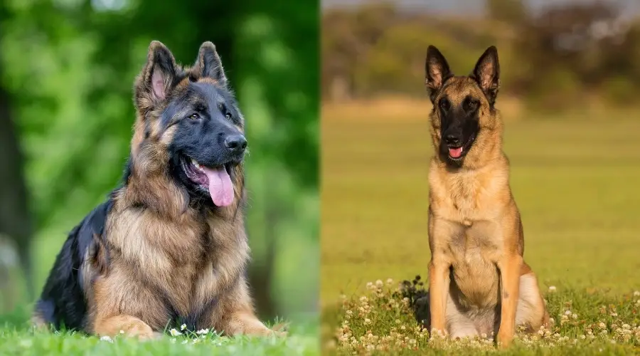 Dos perros negros y fuego en la hierba