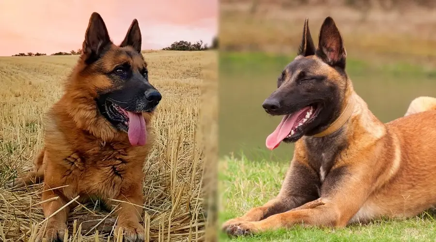 Dos perros similares en el campo