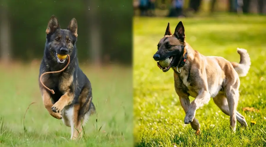 Perro negro con adiestramiento canino tostado