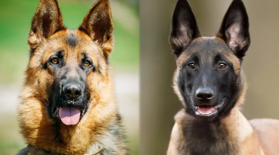 Perros pastores con máscaras negras